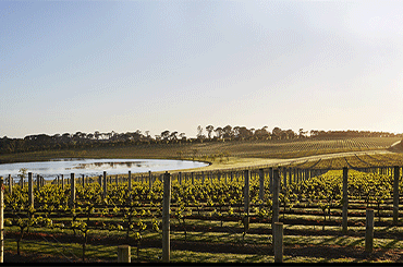 Pt Leo Estate Vineyard